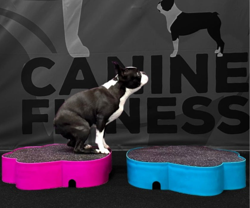 Flexiness Dog PawStep Training Platform - Builds Stability & Posture for Rehab & Controlled Movement