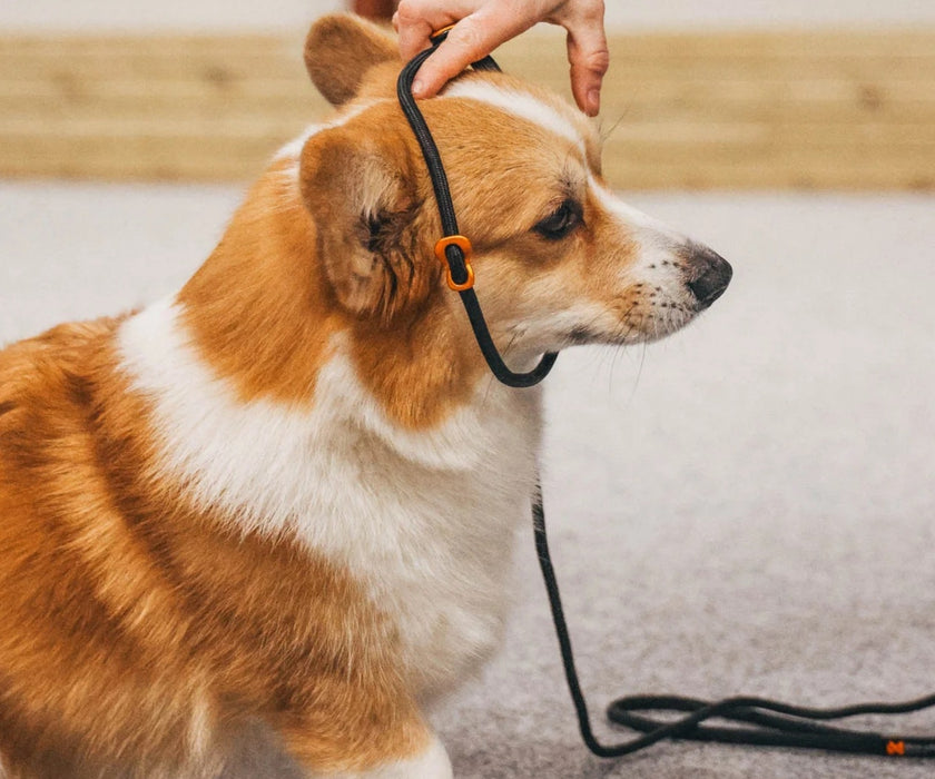 Non-Stop Dogwear Retriever Lead for Dogs - Adjustable Slip Lead & Collar for Training