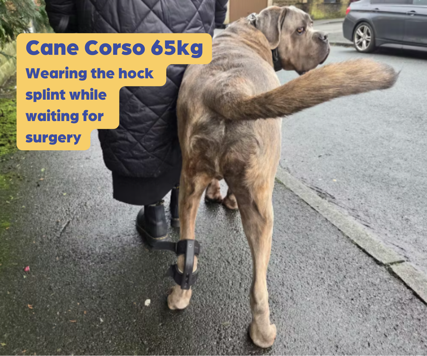 *NEW* Hock Dog Splint by Zoomadog - Ideal for Weak Hock Joints & Hock Injuries (firm)