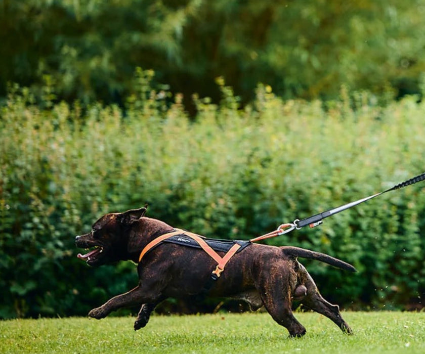Non-Stop Dogwear Rush Dog Harness - Lightweight Support & Freedom of Movement for Your Dog
