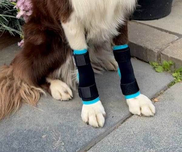 Pawtector Carpiflex Sports Wrap for Dogs - Provides Gentle Compression & Joint Stability