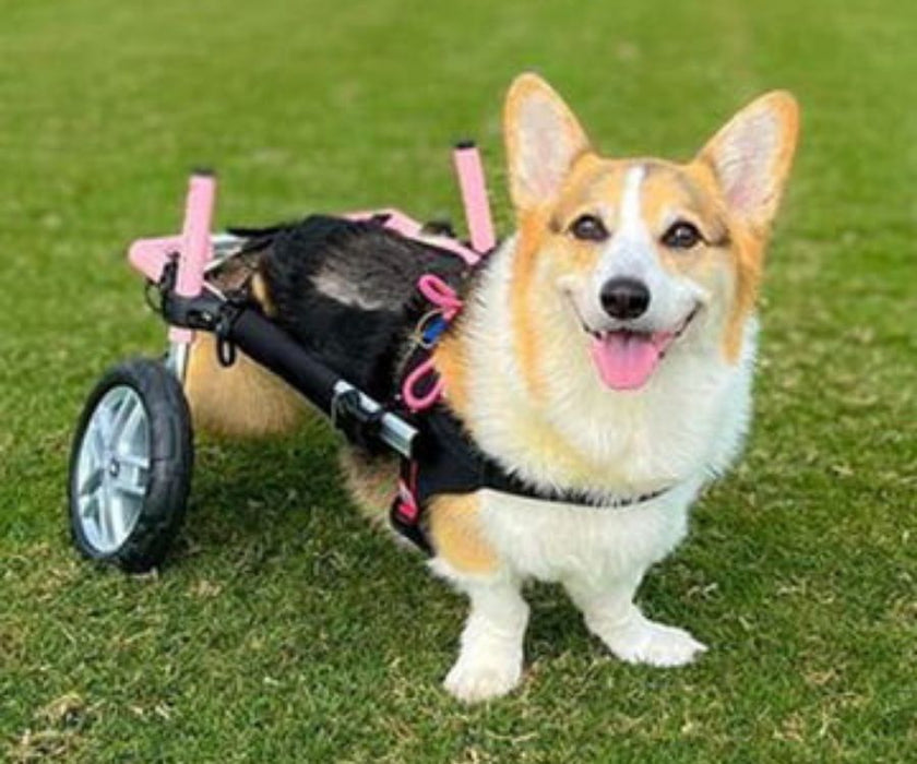 Corgi Dog Wheelchair UK