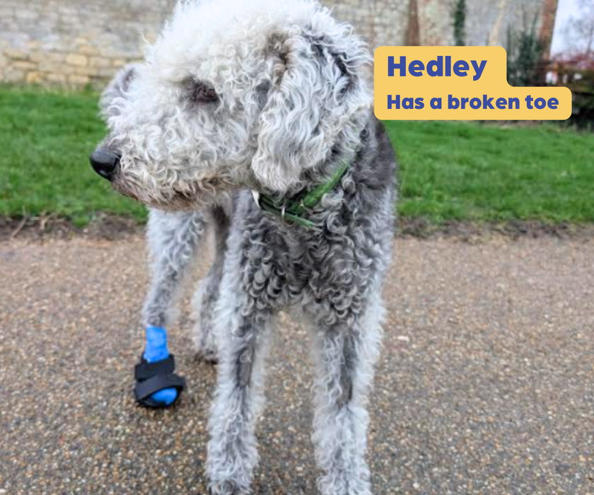 *NEW* Buster Boot Paw Dog Splint by Zoomadog - Ideal for Broken Toes & Paw Injuries (firm)