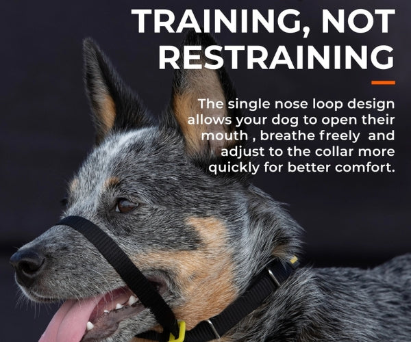 Canny Collar No Pull Dog Headcollar - Helps Train Your Dog to Stop Pulling for Stress-Free Walks (black)
