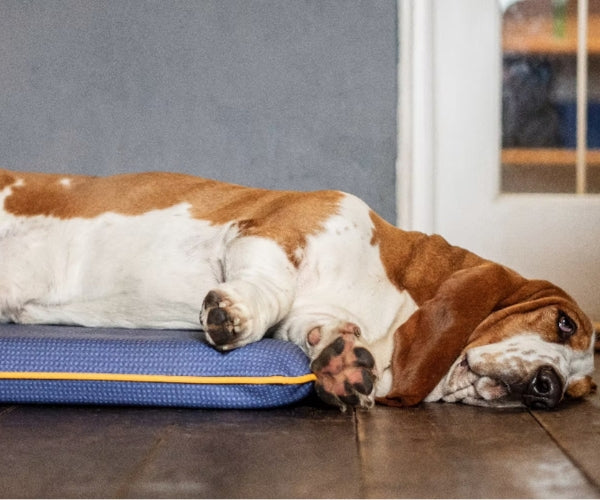 Canissage Therapeutic Bed for Dogs - Ultimate Comfort for Your Dog with Added Therapeutic Benefits (two sizes)