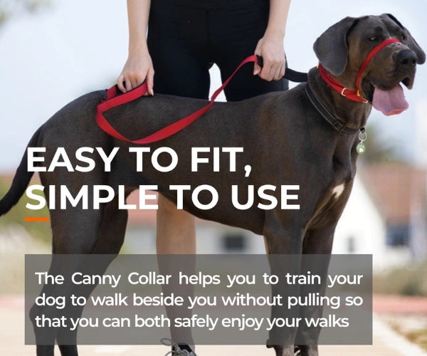 Canny Collar No Pull Dog Headcollar - Helps Train Your Dog to Stop Pulling for Stress-Free Walks (black)