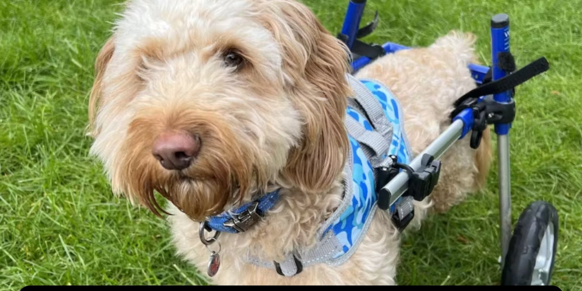 Cockapoo Wheelchair Front Warrior Harness For Best Fit - Walkin Wheelchair — ZOOMADOG