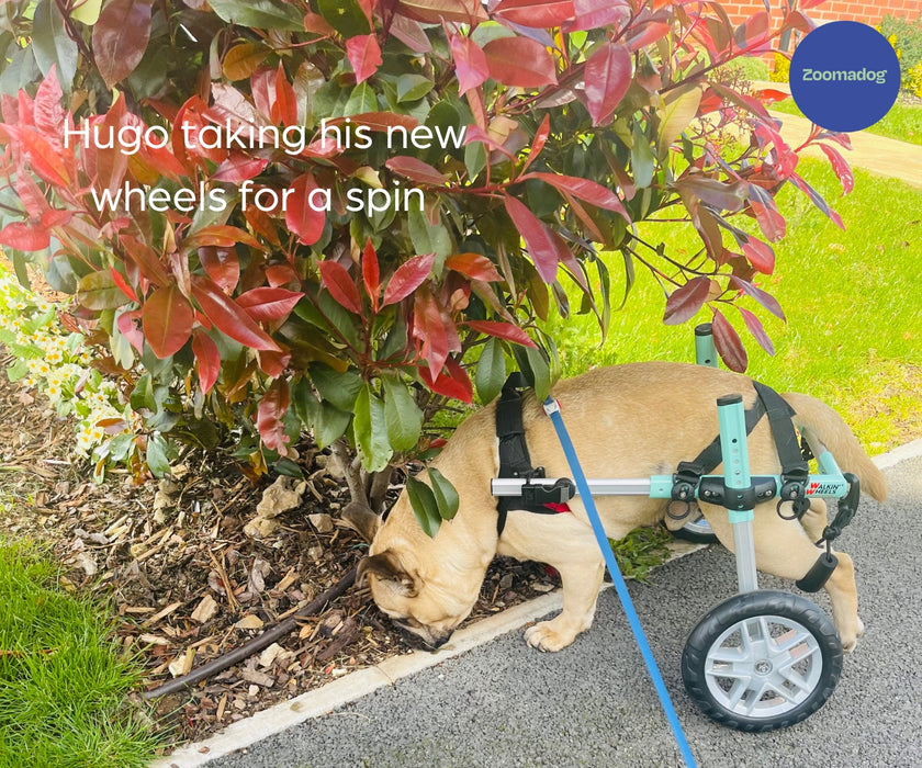 French Bulldog Dog Wheelchair UK - Walkin Wheels
