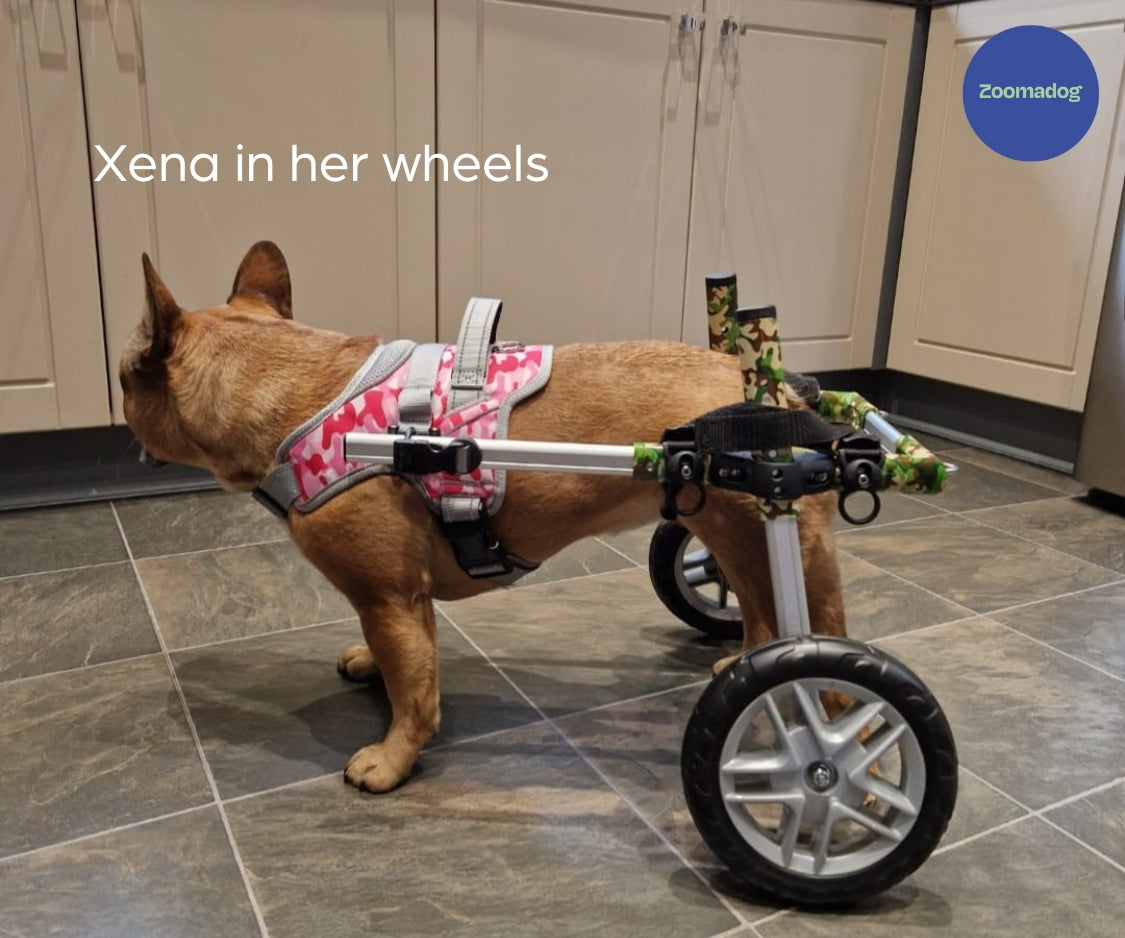 Xena, with an Achilles tendon injury