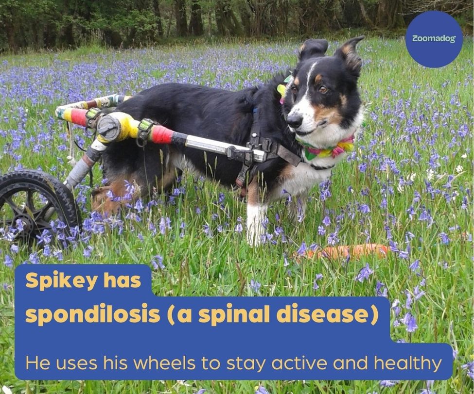 Dog Wheelchair UK Walkin Wheels — ZOOMADOG