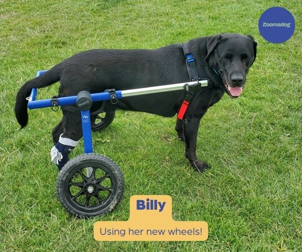 Labrador Dog Wheelchair UK