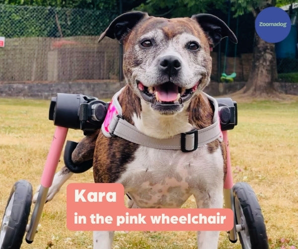 Staffy Dog Wheelchair UK