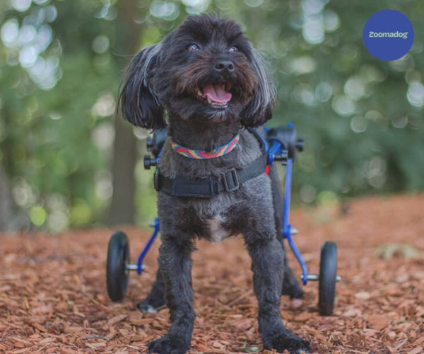 Cockapoo Dog Wheelchair UK