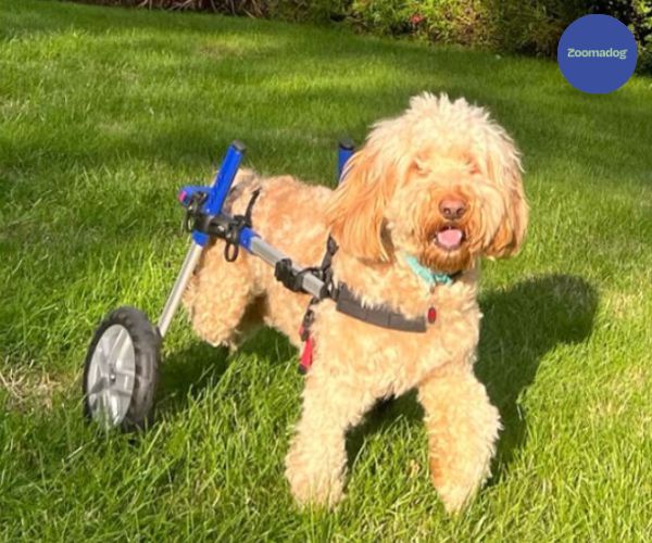 Cockapoo Wheelchair Cockapoo Dog Wheelchair UK — ZOOMADOG