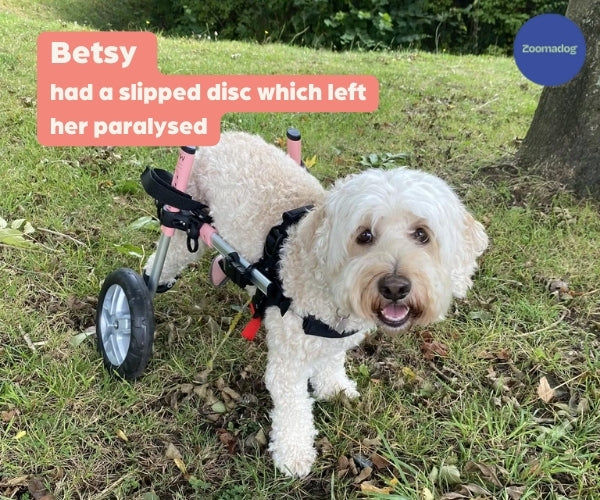 Cockapoo Dog Wheelchair UK — ZOOMADOG