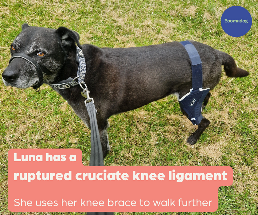 Balto Jump Cruciate Ligament Knee Dog Brace ZOOMADOG