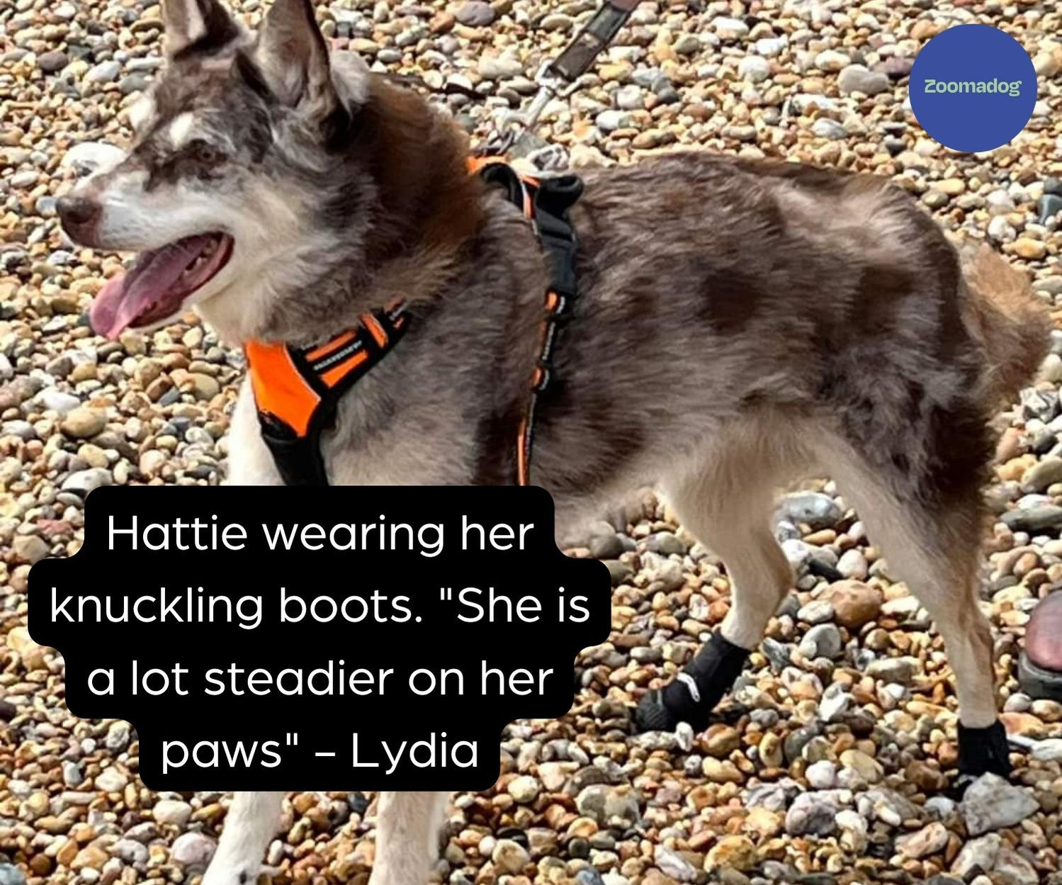 Best Dog Knuckling Boots & Braces — ZOOMADOG