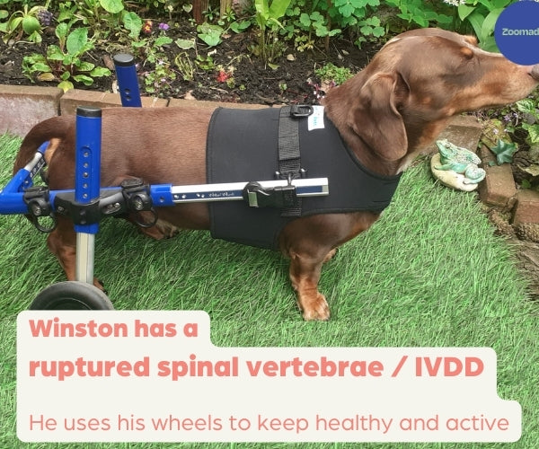Winston, has a ruptured spinal vertebrae (IVDD)