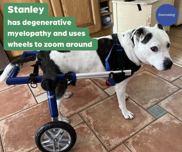 Story of Stanley, the Staffy