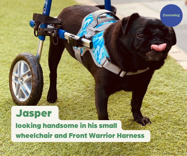 Pug Dog Wheelchair UK - Walkin Wheels