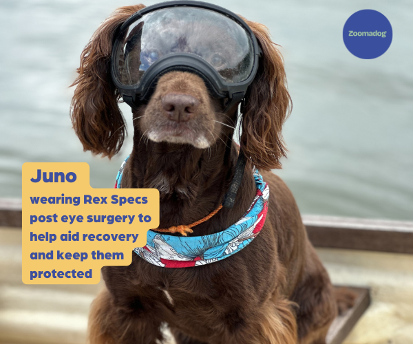 Dog safety goggles sales