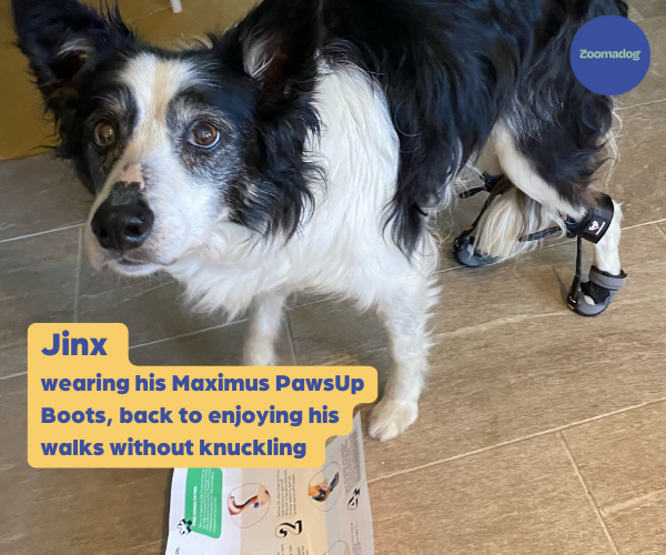 Maximus PawsUp SuperFlex - For Rear Paws - (A Pair) in Blue for Paw Knuckling