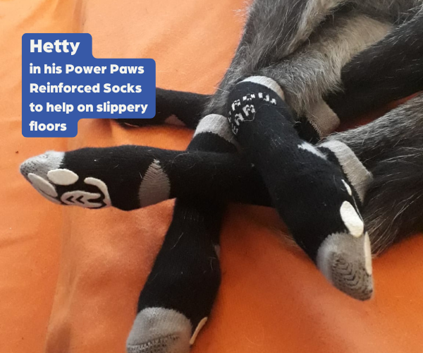 Greyhound Non Slip Dog Socks Advanced by Power Paws