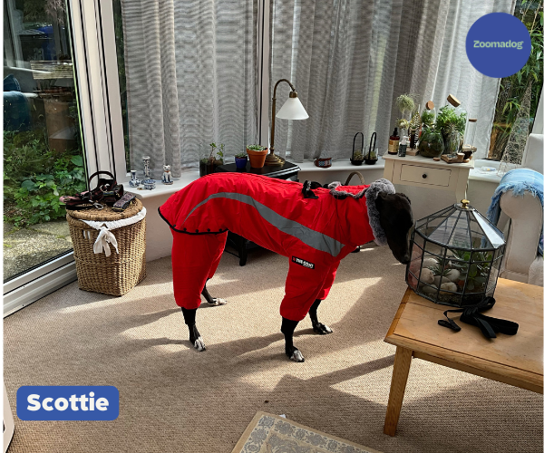 Hunnyboots 'The Coat' - Keep Your Greyhound Warm & Cosy