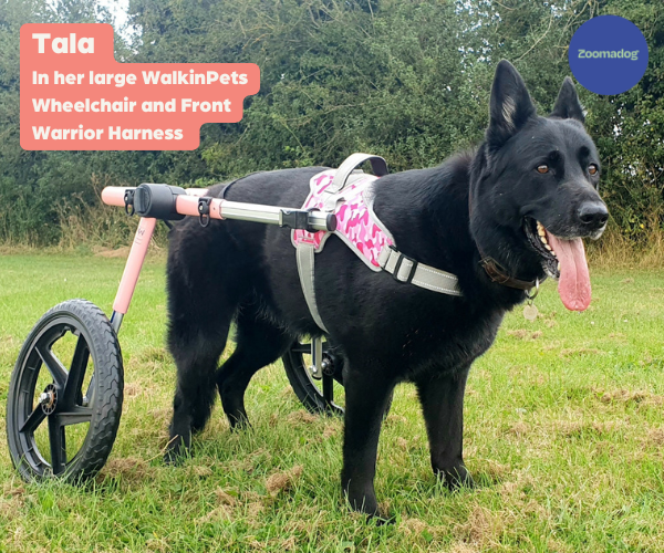 Dog Wheelchair UK - Walkin Wheels