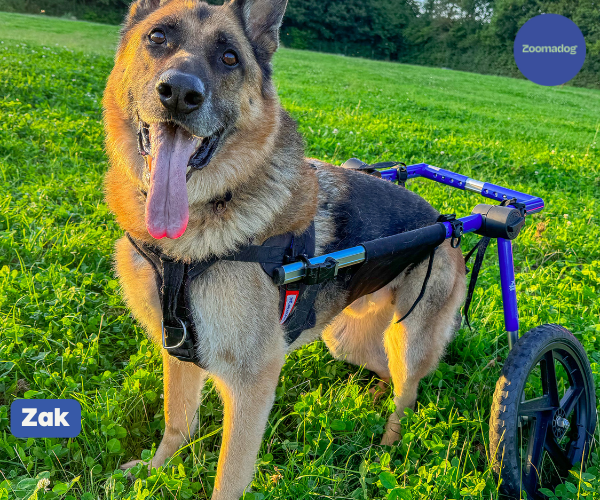 German Shepherd Dog Wheelchair UK - Walkin Wheels