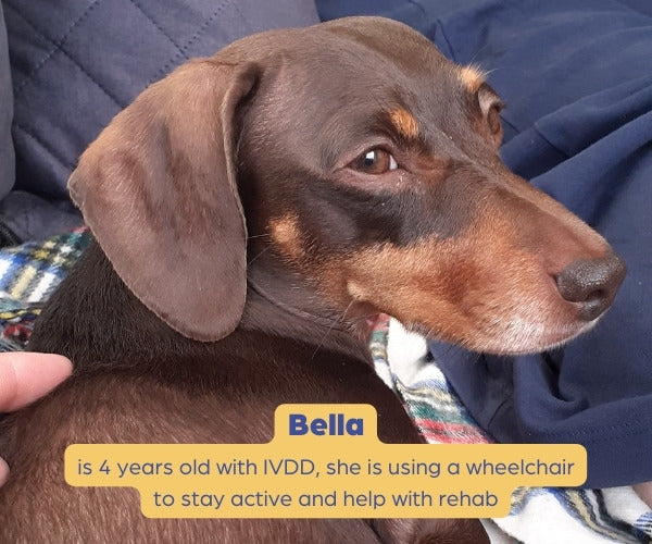 Story of Bella, the Dachshund