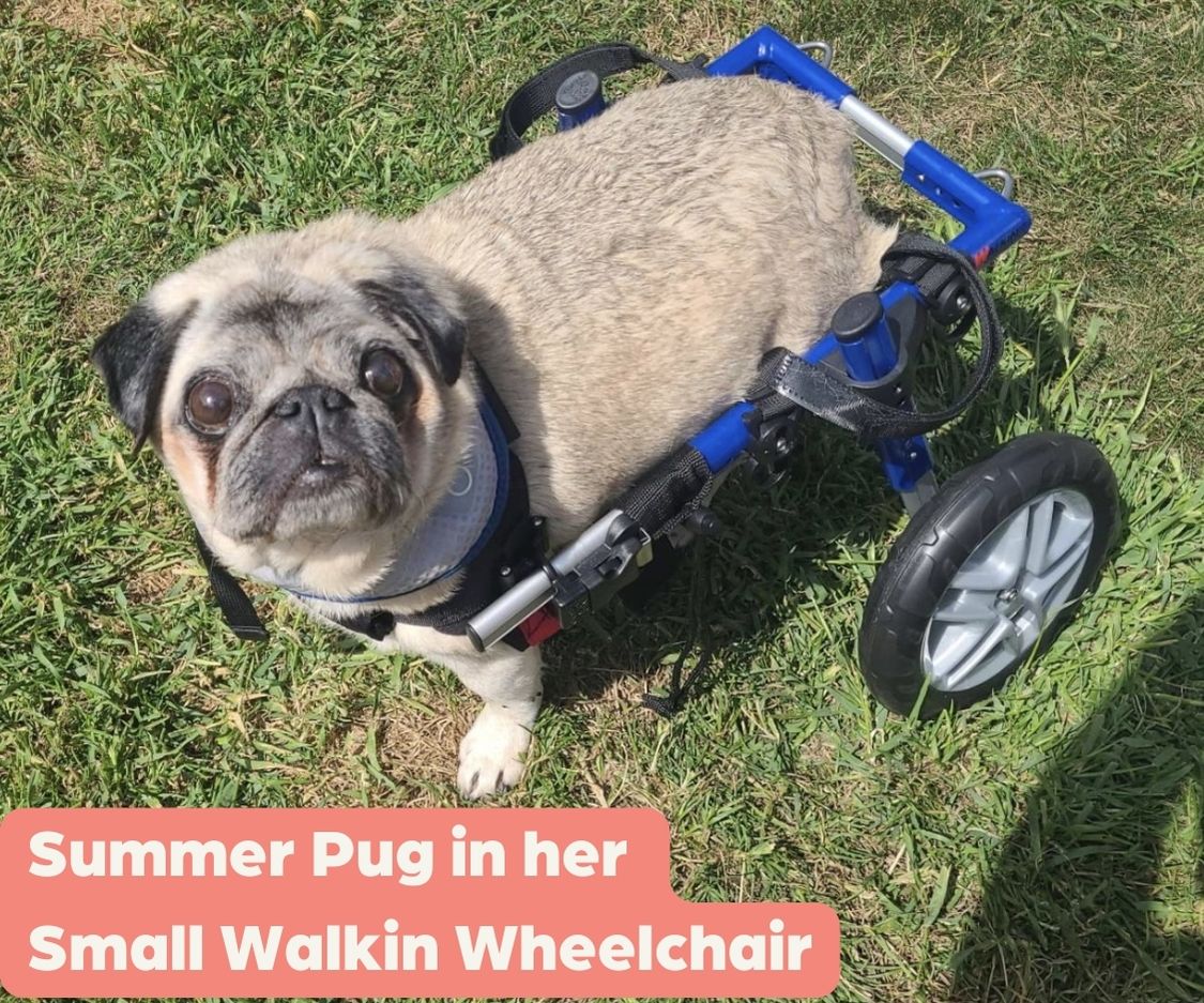 Summer with Pug Myelopathy