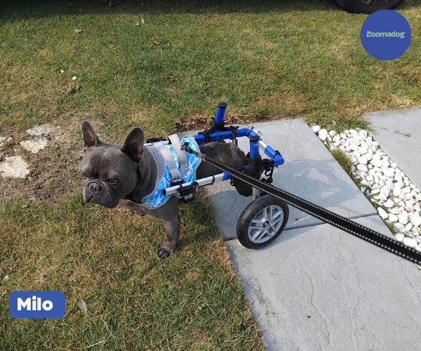 French Bulldog Dog Wheelchair UK - Walkin Wheels