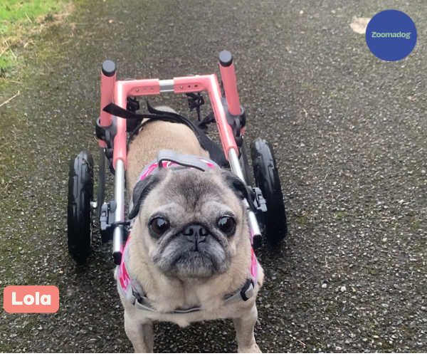 Pug Dog Wheelchair UK - Walkin Wheels