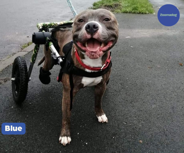 Staffy Dog Wheelchair UK