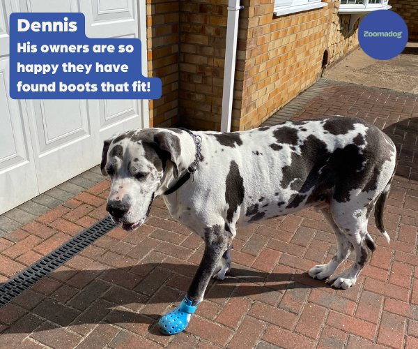 Great dane dog shoes online