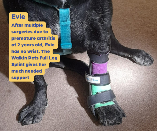 Walkin Full Dog Leg Splint (front or back leg)