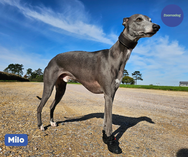 Hunnyboots Set of Two Greyhound Boots V4 ZOOMADOG