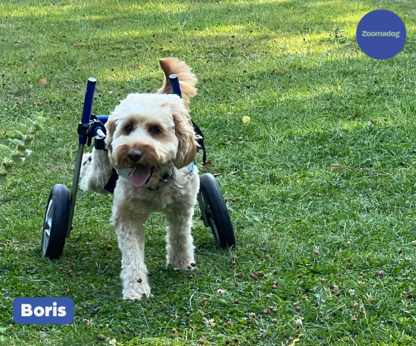 Cockapoo Dog Wheelchair UK