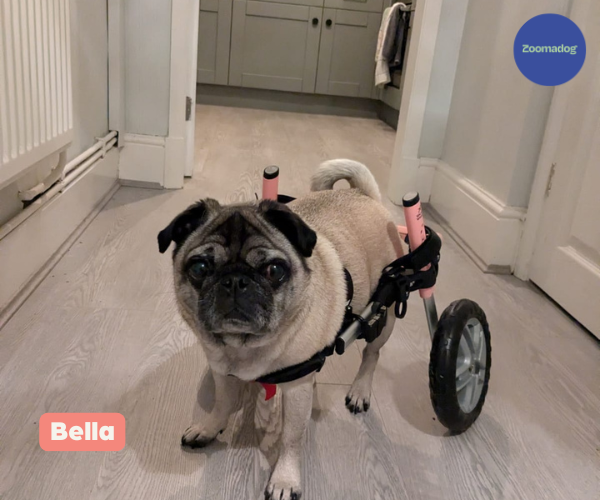 Pug Dog Wheelchair UK - Walkin Wheels