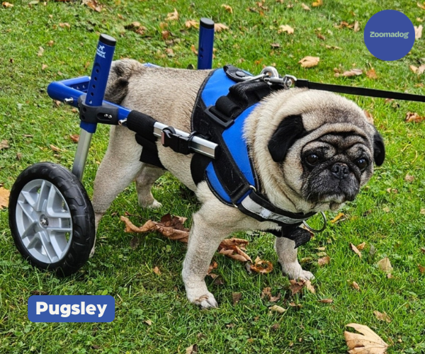 Pug Dog Wheelchair UK - Walkin Wheels