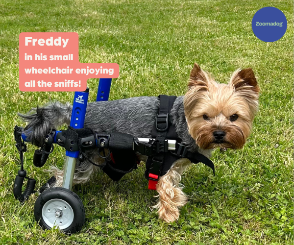 Dog Wheelchair UK - Walkin Wheels