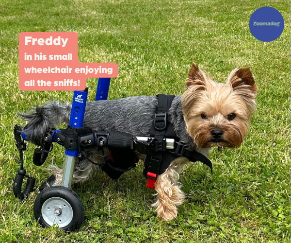 Dog Wheelchair UK - Walkin Wheels — ZOOMADOG Dog Wheelchair UK - Walkin Wheels — ZOOMADOG