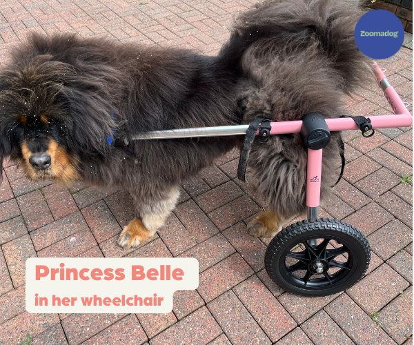 Large breed dog wheelchairs best sale