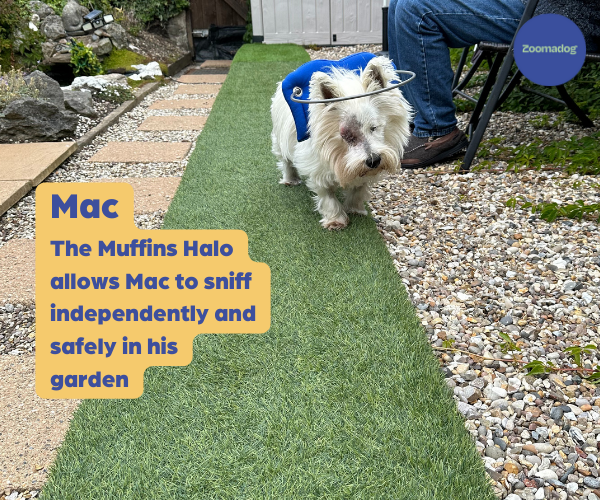 Muffin's Halo for Blind Dogs (blue)