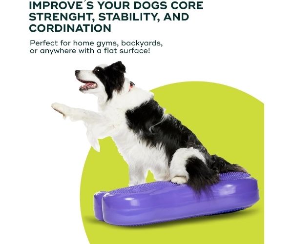 FitPaws Bone Giant - Blue, Turquoise, Violet