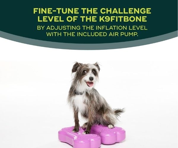 FitPaws Bone Mini (Set of 2) - Razzleberry, Blue or Mango