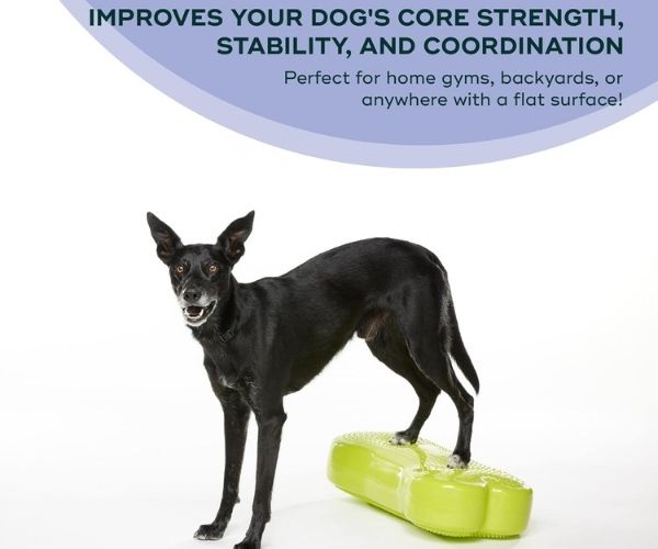 FitPaws Bone Regular - Purple, Orange, Aqua, Razzleberry, Sky Blue or Green