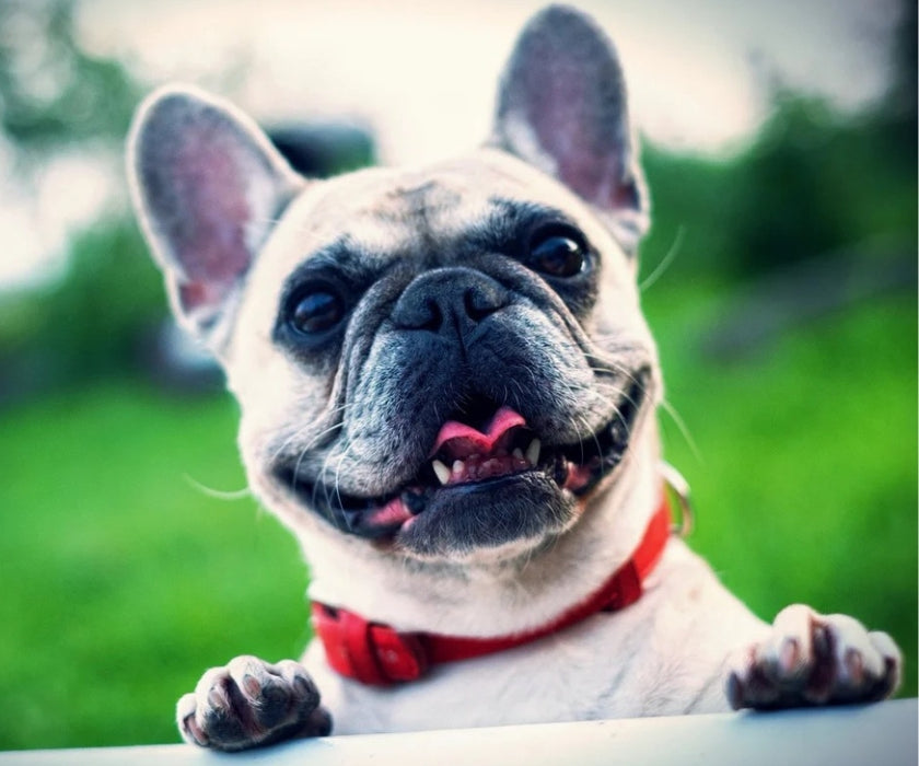 Wild Dog Co. Dog Nose Balm - Unscented & Ultra-Nourishing Balm for Dry Crusty Noses 60ml