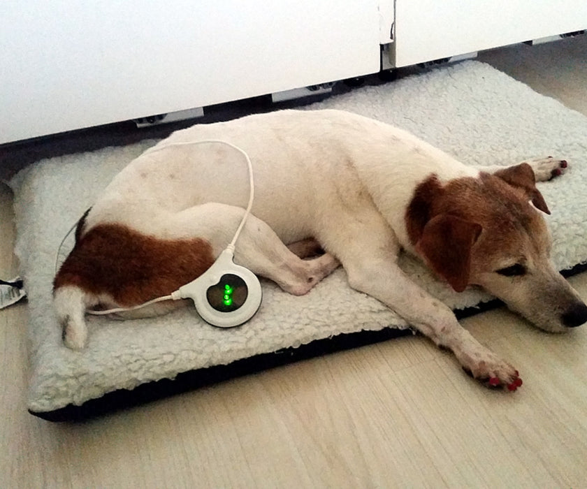 Assisi LOOP - Reduces Your Dog's Pain and Inflammation with Targeted Pulsed Electromagnetic Field Therapy (tPEMF)